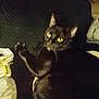 Scarlet joined the competition — help win amazing prizes! black_cat, cat, pet, animal, feline, yellow_eyes, paw, claw, indoor, resting, looking, fur, whiskers, texture, blanket, plastic_bag, cozy, closeup, domestic_cat, relaxing