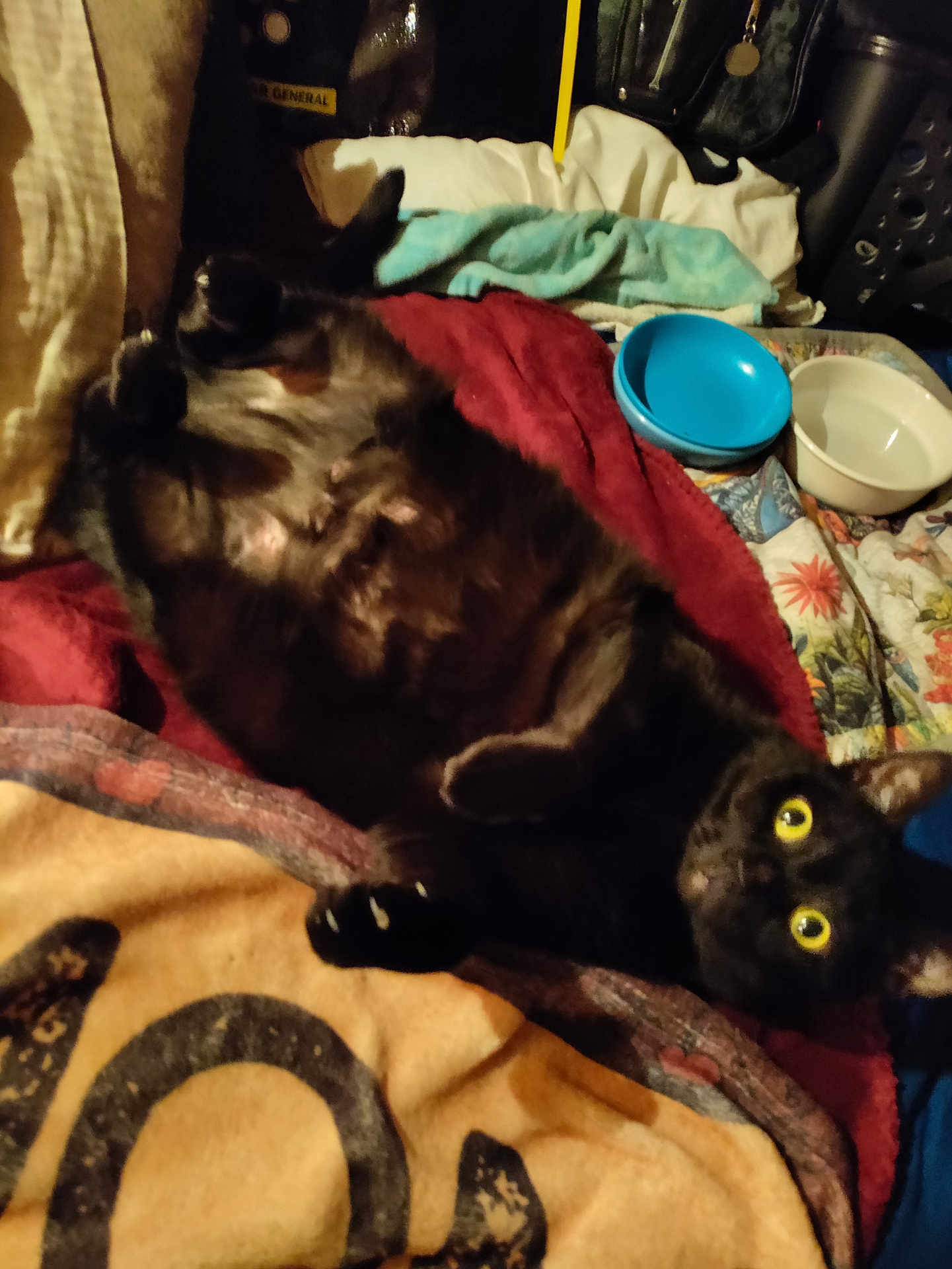 Scarlet is registered to the contest to win money with this photo: cat, black_cat, yellow_eyes, blanket, towel, bowl, indoor, pet, feline, lying_down, curious, cozy, fur, paw, resting, domestic_animal, animal, home, relaxed, looking