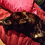 Scarlet joined the competition — help win amazing prizes! cat, black_cat, pet, indoor, blanket, pillow, relaxing, feline, fur, cute, lying_down, cozy, bed, resting, animal, whiskers, ears, eyes, sleepy, comfort