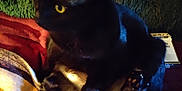 Scarlet is registered to the contest to win money with this photo: black_cat, cat, pet, indoor, yellow_eyes, blanket, cozy, relaxed, sitting, fur, animal, mammal, whiskers, paw, soft, domestic_cat, feline, night, shadow, couch