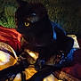 black_cat, cat, pet, indoor, yellow_eyes, blanket, cozy, relaxed, sitting, fur, animal, mammal, whiskers, paw, soft, domestic_cat, feline, night, shadow, couch