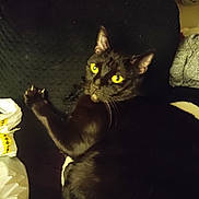Scarlet joined the competition — help win amazing prizes! black_cat, cat, yellow_eyes, paw, claws, lounging, stretching, indoor, cozy, dark_background, feline, pet, animal, whiskers, fur, relaxed, looking, close_up, texture, curious