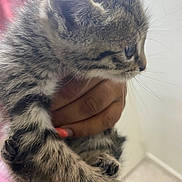 Mimi participe au concours pour gagner de l'argent avec cette photo : kitten, cat, animal, pet, furry, hand, holding, closeup, whiskers, cute, young, tabby, indoor, curious, mammal, small, fur, claws, paw, domestic