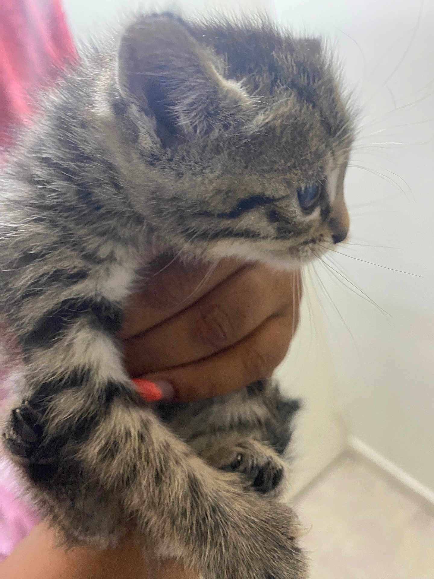 Mimi participe au concours pour gagner de l'argent avec cette photo : kitten, cat, animal, pet, furry, hand, holding, closeup, whiskers, cute, young, tabby, indoor, curious, mammal, small, fur, claws, paw, domestic