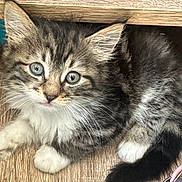 Mitzi is registered to the contest to win money with this photo: adorable, animal, cat, closeup, curious, cute, eyes, feline, fluffy, fur, indoor, kitten, paws, pet, playful, small, tabby, whiskers, wood, young