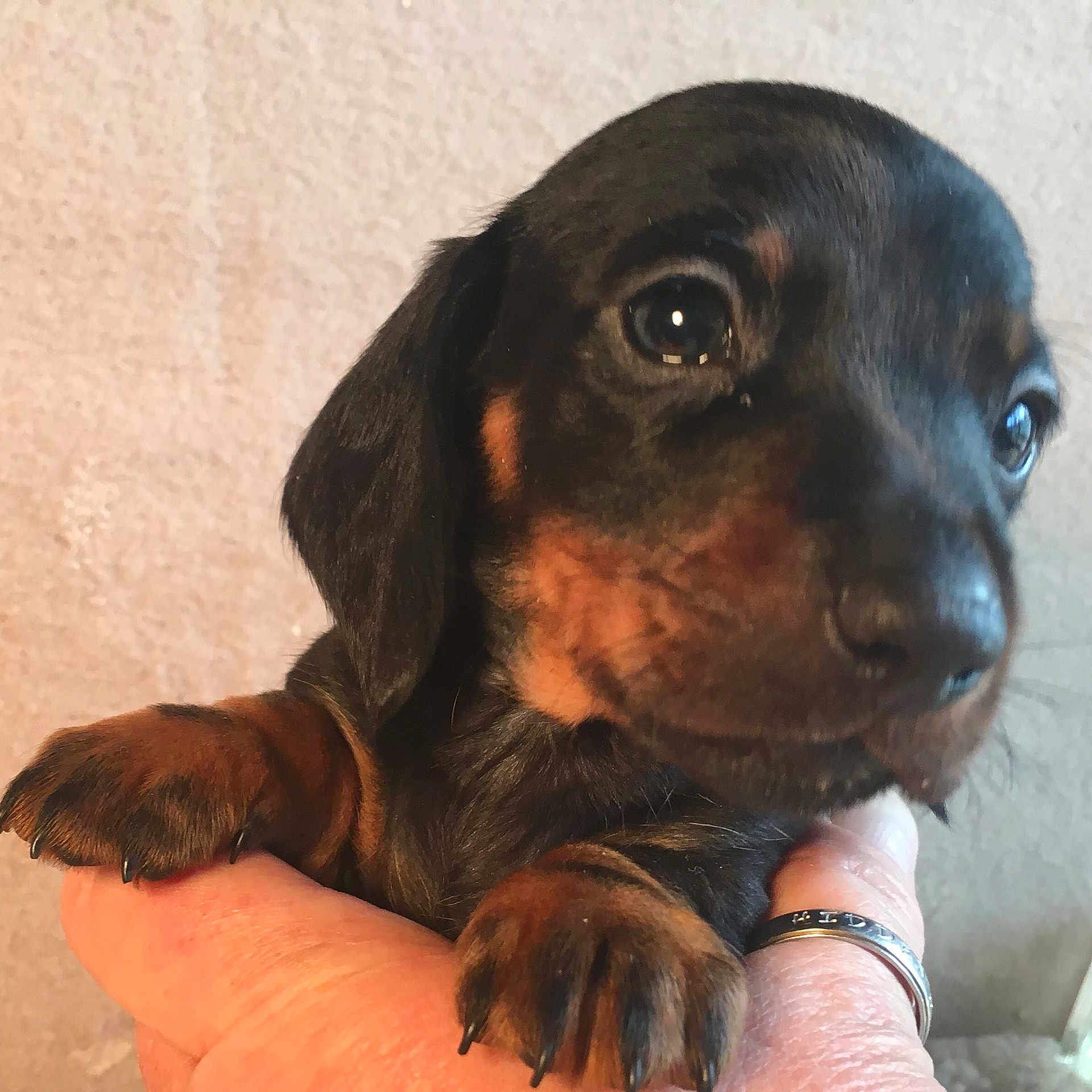 Baron joined the competition — help win amazing prizes! austrian_black_and_tan_hound, beagador, canidae, carnivore, companion_dog, dachshund, dog, dog_breed, hound, mammal, puppy, rare_breed_dog, snout, sporting_group, vertebrate