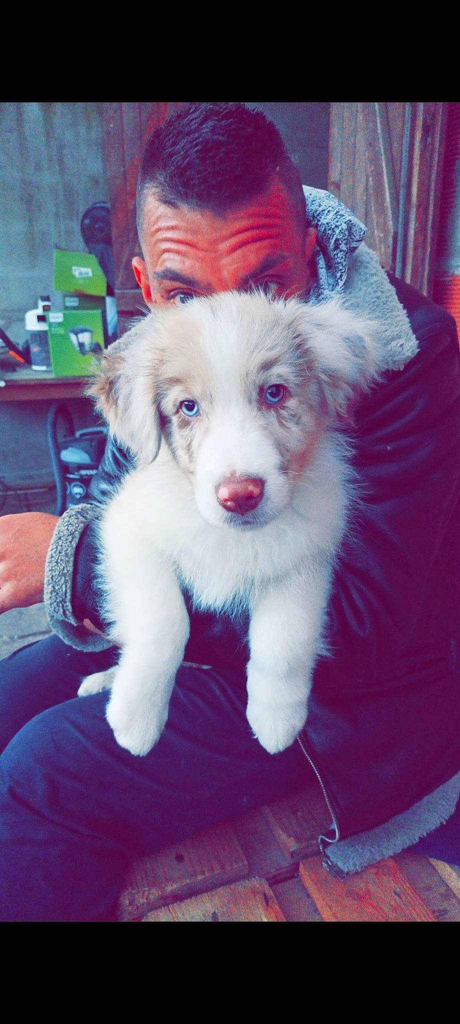 Tobby participe au concours pour gagner de l'argent avec cette photo : canidae, carnivore, chair, companion_dog, curtain, dog, dog_breed, ear, fang, fur, happy, jaw, lap, non_sporting_group, paw, sitting, snout, sporting_group, whiskers, working_animal
