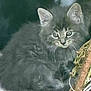 kitten, cat, gray_fur, fluffy, animal, pet, whiskers, ears, eyes, nature, branch, outdoor, cute, young, feline, mammal, portrait, closeup, curious, wildlife