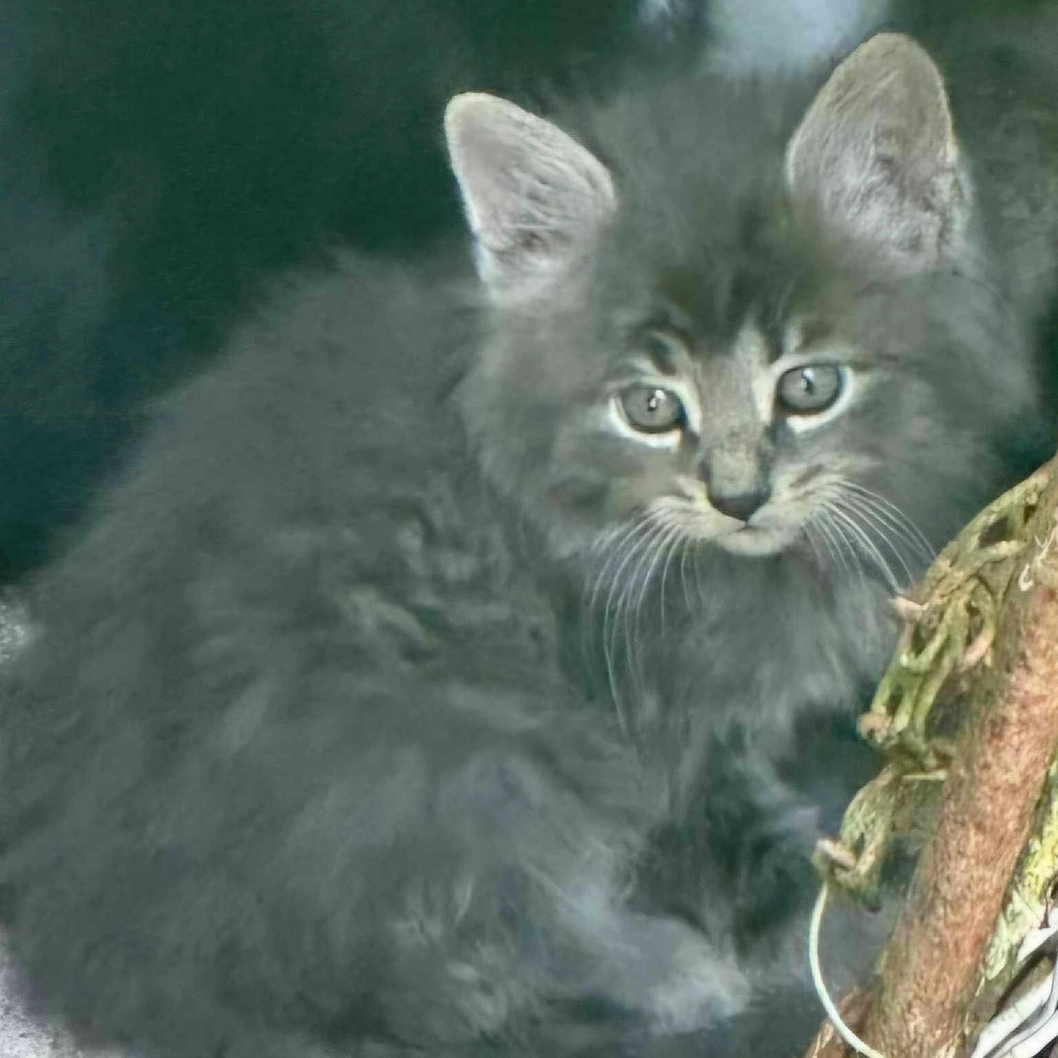 Milo a rejoint le concours — aidez-le/la à gagner de superbes lots ! animal, branch, cat, closeup, curious, cute, ears, eyes, feline, fluffy, gray_fur, kitten, mammal, nature, outdoor, pet, portrait, whiskers, wildlife, young