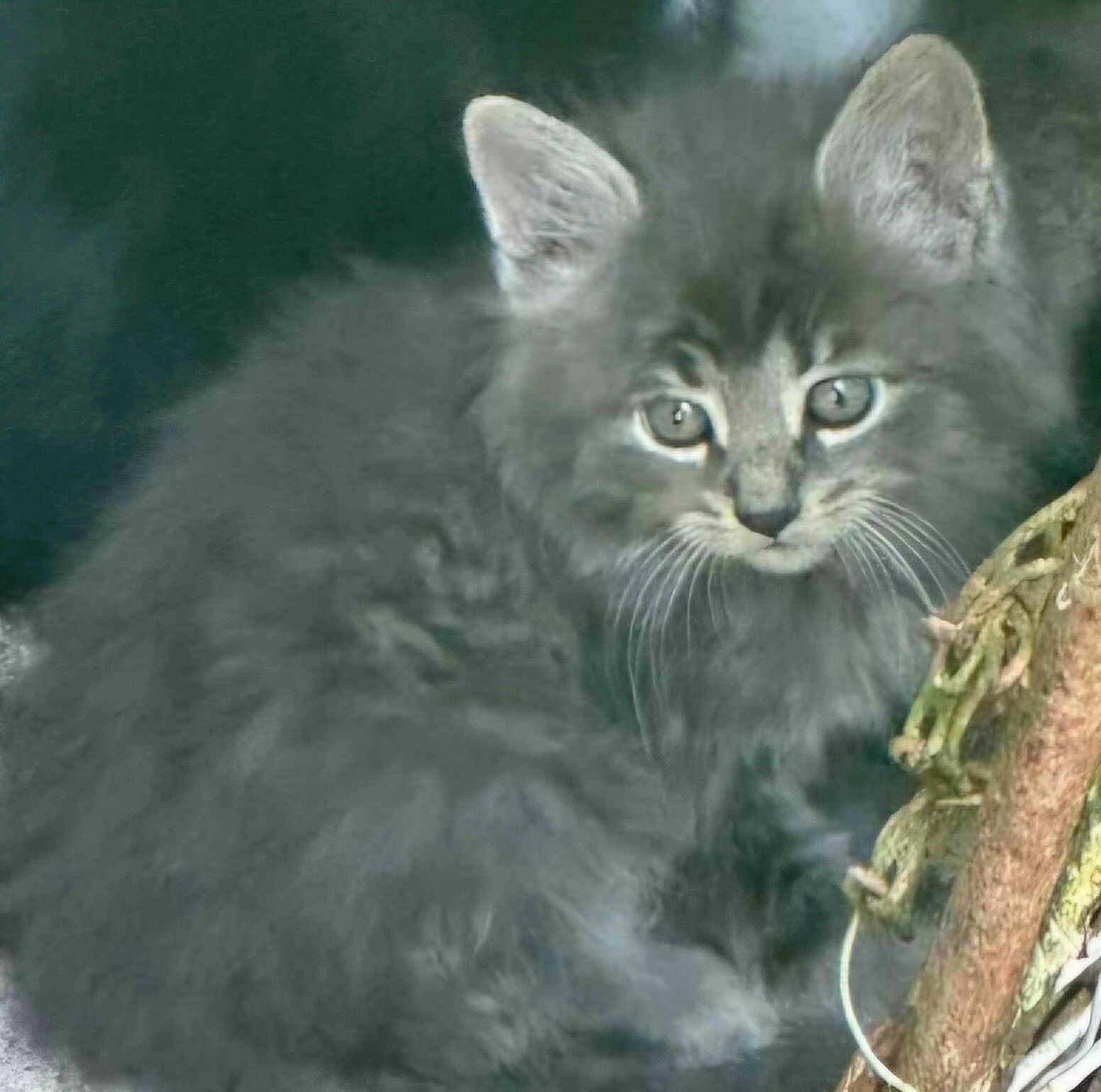 Milo a rejoint le concours — aidez-le/la à gagner de superbes lots ! kitten, cat, gray_fur, fluffy, animal, pet, whiskers, ears, eyes, nature, branch, outdoor, cute, young, feline, mammal, portrait, closeup, curious, wildlife