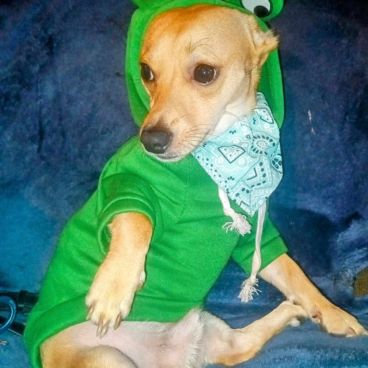 Anubis is registered to the contest to win money with this photo: accessories, animal, canine, chihuahua, clothing, costume, dog, face, goldenretriever, green, hat, head, hound, person, pet, photography, portrait, puppy, strap, whitedog