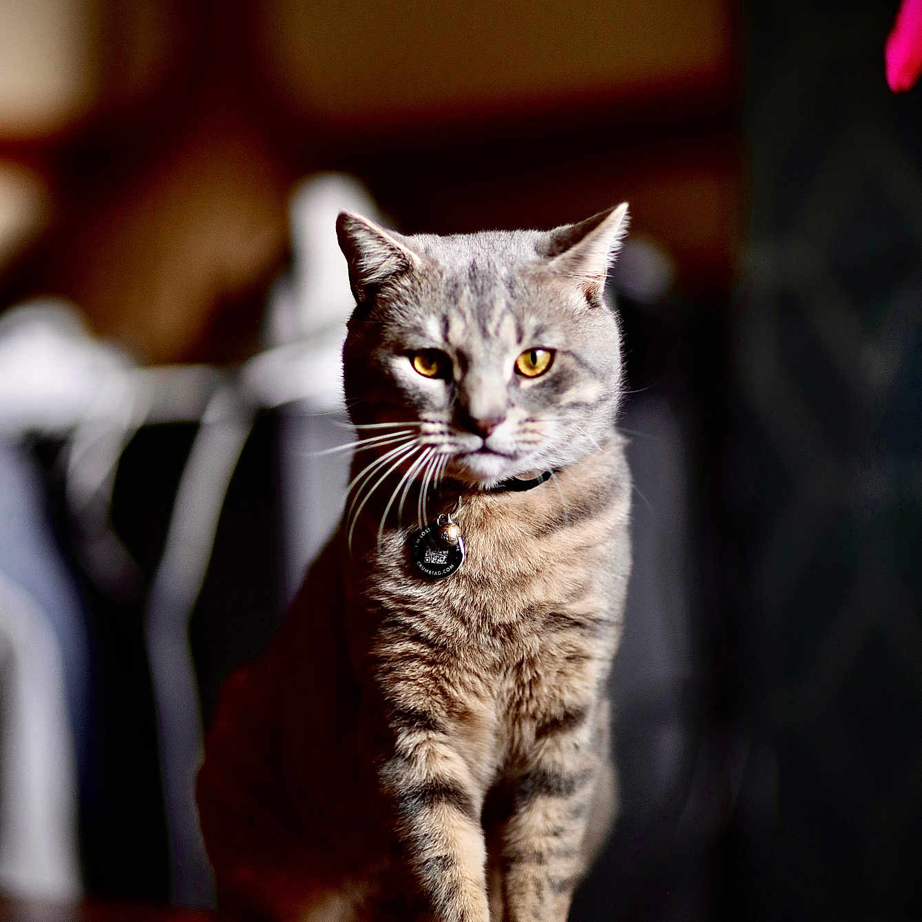 Morrissey joined the competition — help win amazing prizes! abyssinian, animal, cat, hardwood, kitten, manx, pet, plywood, siamese, wood