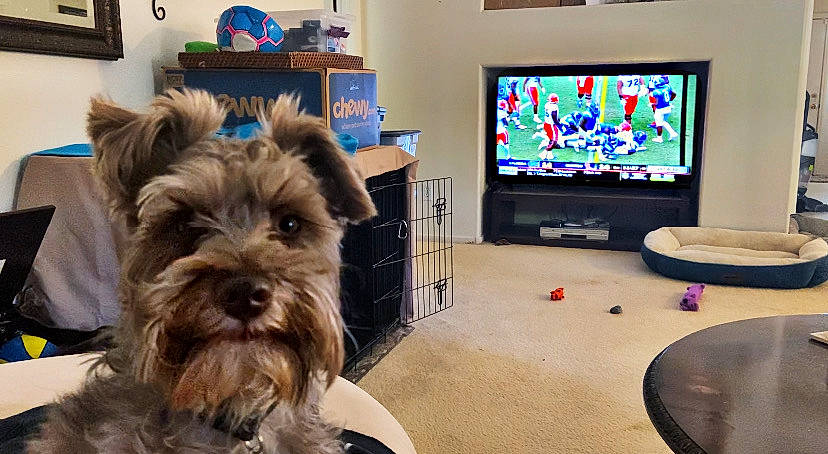 Raider is registered to the contest to win money with this photo: audio_equipment, canidae, carnivore, companion_dog, display_device, dog, dog_breed, flat_panel_display, flooring, fur, liver, picture_frame, small_terrier, snout, sporting_group, television, television_set, terrier, toy_dog, working_animal