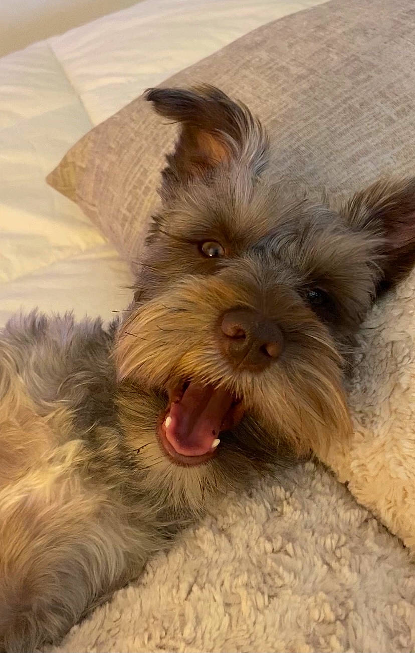 Raider joined the competition — help win amazing prizes! canidae, carnivore, comfort, companion_dog, dog, dog_breed, dog_supply, ear, fawn, felidae, fur, liver, paw, small_terrier, snout, sporting_group, terrestrial_animal, toy_dog, whiskers, working_animal