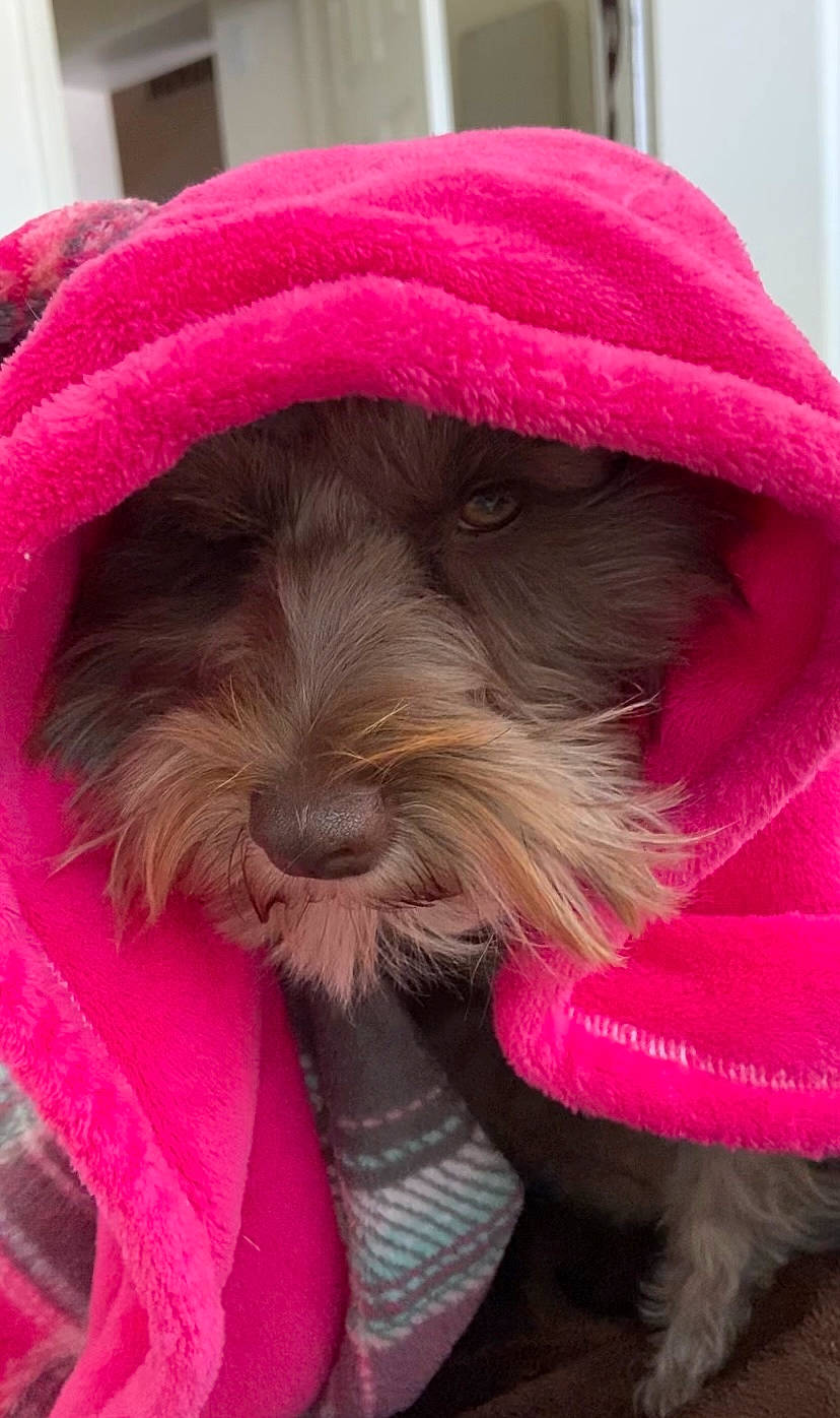 Raider is registered to the contest to win money with this photo: carnivore, collar, companion_dog, dog, dog_breed, dog_clothes, dog_collar, dog_supply, fashion_accessory, fur, hat, liver, magenta, pet_supply, pink, small_terrier, snout, terrier, toy_dog, working_animal