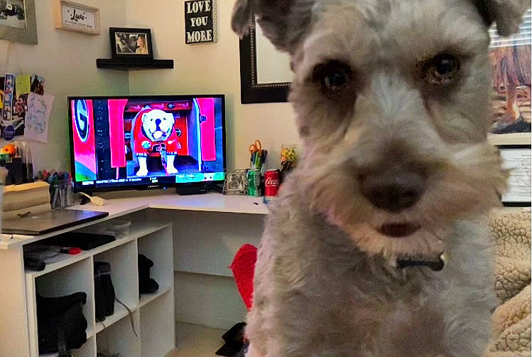 Raider joined the competition — help win amazing prizes! canidae, carnivore, companion_dog, dog, dog_breed, event, fur, home_appliance, houseplant, led_backlit_lcd_display, picture_frame, schnauzer, shelf, shelving, snout, sporting_group, television, television_set, terrier, working_animal