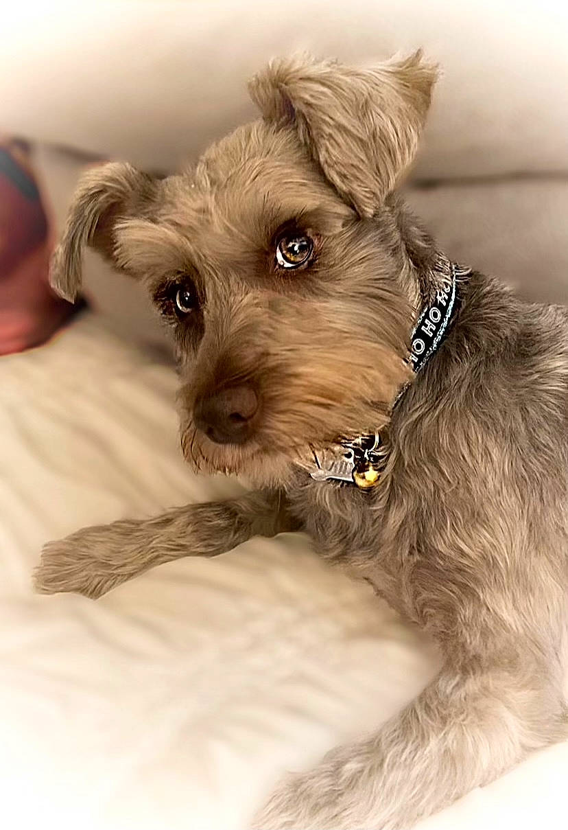 Raider is registered to the contest to win money with this photo: canidae, carnivore, collar, companion_dog, dog, dog_breed, dog_collar, dog_supply, ear, fashion_accessory, fawn, fur, irish_terrier, liver, small_terrier, snout, sporting_group, terrier, toy_dog, working_animal