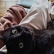 Sir Arthur a rejoint le concours — aidez-le/la à gagner de superbes lots ! black_cat, cat, pet, animal, green_eyes, close_up, lap, blanket, cozy, feline, indoor, relaxed, soft_texture, fur, person_lap, home, comfort, resting, domestic_animal, cute
