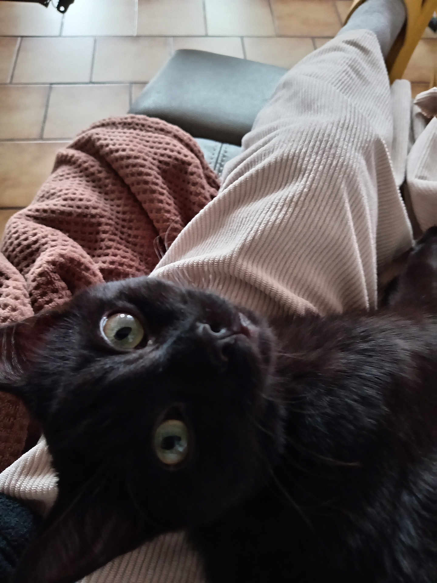 Sir Arthur a rejoint le concours — aidez-le/la à gagner de superbes lots ! black_cat, cat, pet, animal, green_eyes, close_up, lap, blanket, cozy, feline, indoor, relaxed, soft_texture, fur, person_lap, home, comfort, resting, domestic_animal, cute