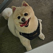 Tito is registered to the contest to win money with this photo: dog, happy, tongue_out, fluffy, harness, pet, canine, smiling, looking_up, indoor, floor, concrete, light_brown, white_fur, cute, animal, friendly, domestic, companion, playful