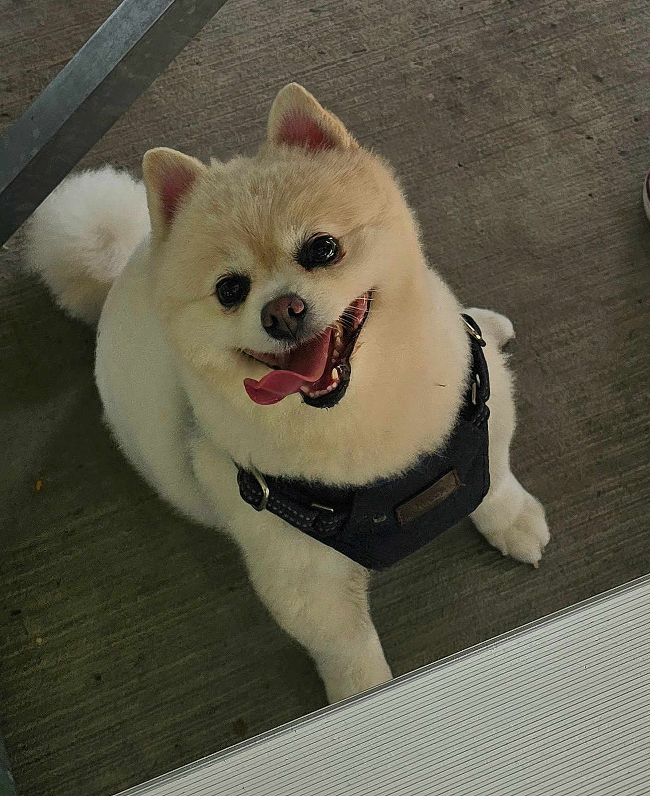 Tito