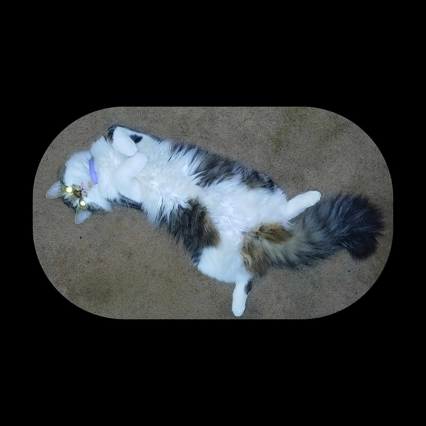 Beeenz is registered to the contest to win money with this photo: animal, carpet, cat, cute, domestic, eyes, fluffy, fur, glowing_eyes, gray, indoor, lying_down, paws, pet, purple_collar, relaxed, tail, vignette, whiskers, white