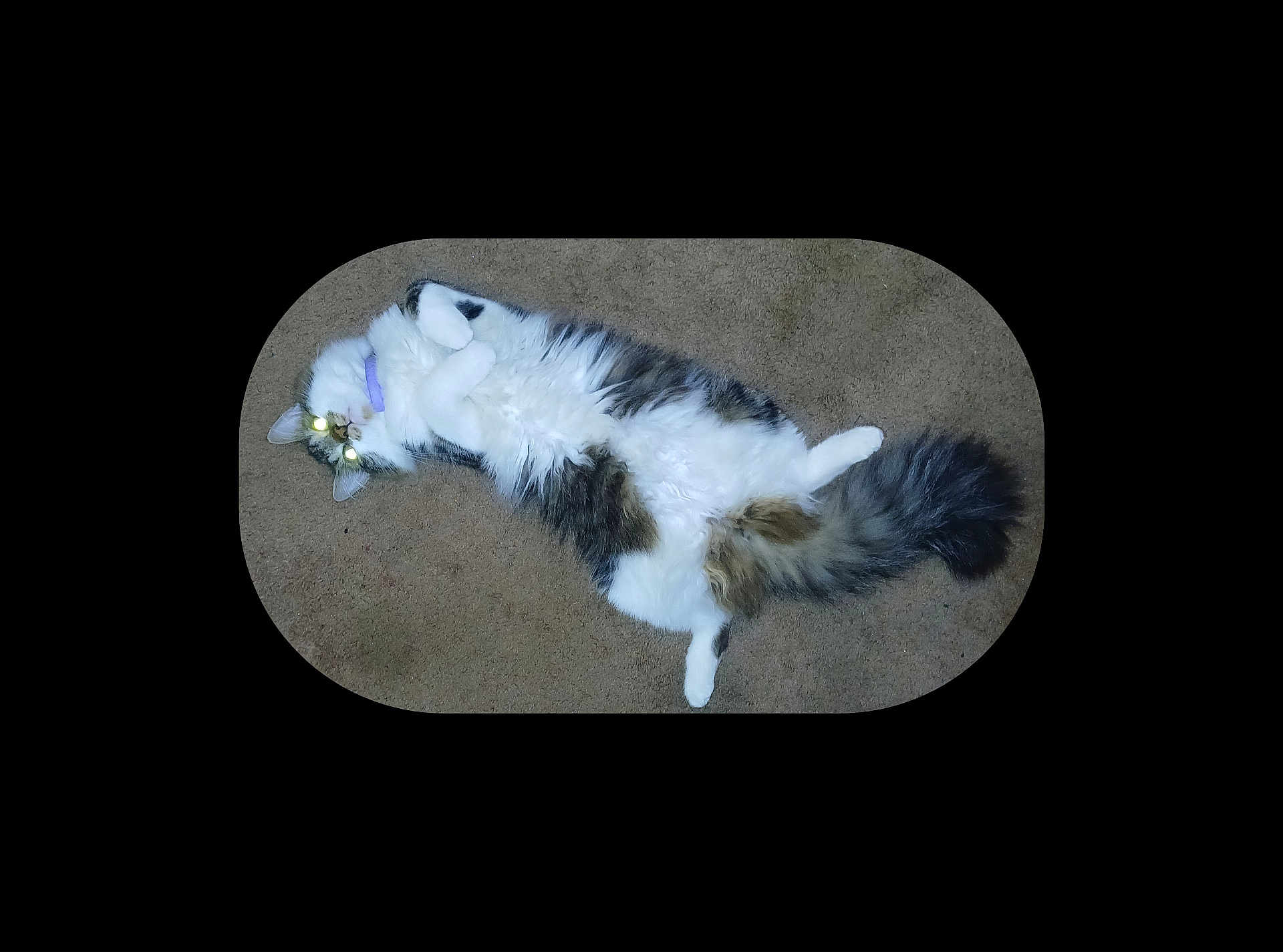 Beeenz is registered to the contest to win money with this photo: animal, carpet, cat, cute, domestic, eyes, fluffy, fur, glowing_eyes, gray, indoor, lying_down, paws, pet, purple_collar, relaxed, tail, vignette, whiskers, white