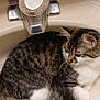 Beeenz is registered to the contest to win money with this photo: animal, bathroom, brush, cat, close_up, curled_up, cute, domestic_animal, feline, fur, household, indoor, mammal, pet, relaxing, resting, sink, striped, tabby_cat, whiskers
