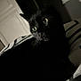 black_cat, cat, animal, pet, indoor, bed, blanket, striped_pattern, whiskers, eyes, feline, dark, shadow, window, curtain, closeup, face, fur, quiet, resting