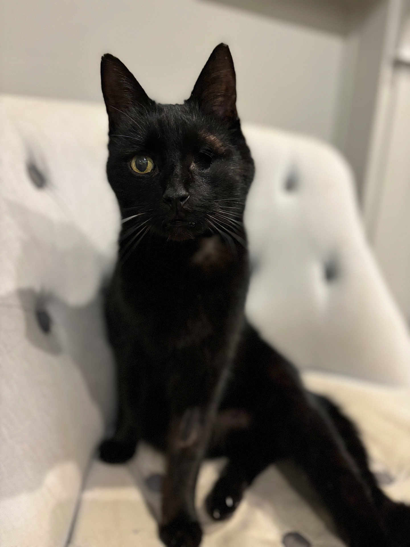 Edge participe au concours pour gagner de l'argent avec cette photo : black_cat, cat, one-eyed_cat, pet, indoor, feline, tufted_couch, white_couch, fur, animal, sitting, looking_at_camera, close-up, whiskers, ears, domestic_cat, portrait, household, soft_lighting, relaxed