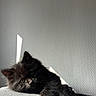 kitten, cat, black_cat, fluffy, furry, pet, animal, sofa, couch, indoors, sunlight, shadow, portrait, close_up, resting, lying_down, whiskers, ears, cozy, dramatic_lighting