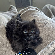 Billy a rejoint le concours — aidez-le/la à gagner de superbes lots ! kitten, cat, black_cat, fluffy, blue_eyes, paw, pet, animal, blanket, cozy, bed, remote_control, television, indoor, home, cute, sitting, lying_down, fur, portrait