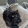 kitten, cat, black_cat, fluffy, blue_eyes, paw, pet, animal, blanket, cozy, bed, remote_control, television, indoor, home, cute, sitting, lying_down, fur, portrait