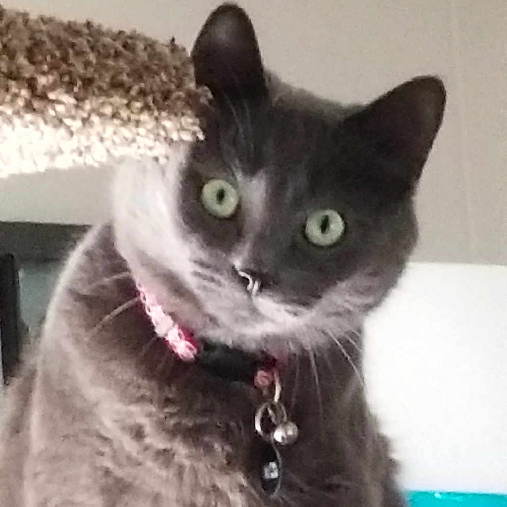 Paco joined the competition — help win amazing prizes! asian, black_cat, british_shorthair, carnivore, cat, chartreux, domestic_short_haired_cat, european_shorthair, felidae, german_rex, kitten, korat, mammal, nebelung, russian_blue, small_to_medium_sized_cats, snout, vertebrate, whiskers