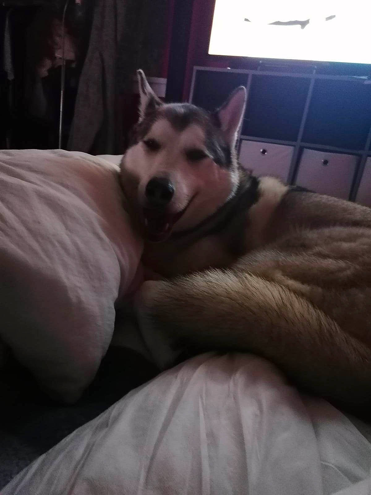 Ghost joined the competition — help win amazing prizes! canidae, carnivore, cloud, comfort, companion_dog, dog, dog_breed, fawn, felidae, fur, grey, nap, room, sky, sleep, small_to_medium_sized_cats, snout, sporting_group, whiskers, window