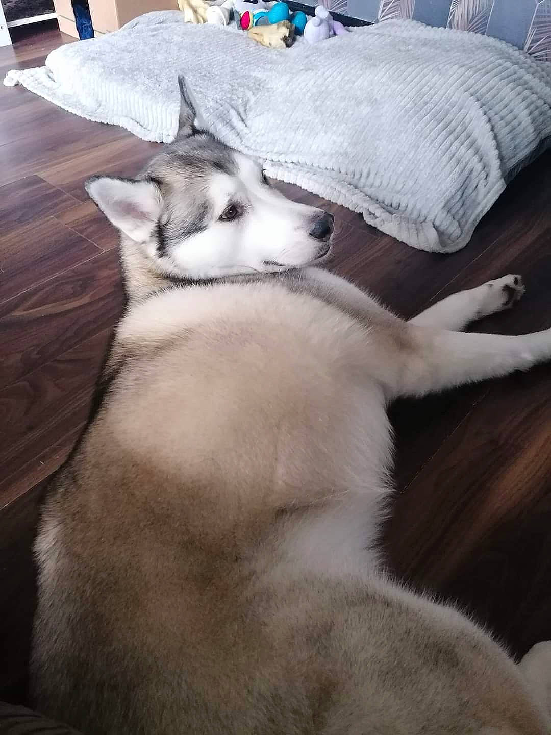 Ghost is registered to the contest to win money with this photo: carnivore, cat, comfort, companion_dog, dog_breed, domestic_short_haired_cat, fawn, felidae, flooring, grey, hardwood, mammal, paw, small_to_medium_sized_cats, snout, sporting_group, tail, vertebrate, whiskers, wood