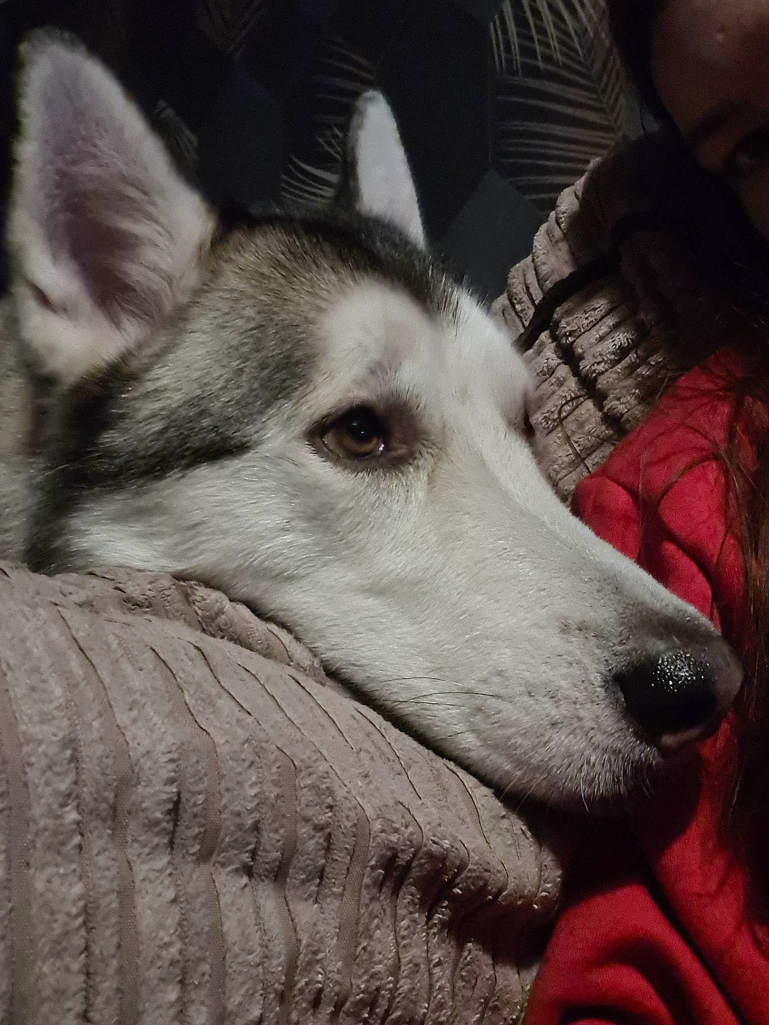 Ghost is registered to the contest to win money with this photo: ancient_dog_breeds, canidae, carnivore, cloud, comfort, companion_dog, dog, dog_breed, fur, giant_dog_breed, grey, herding_dog, monochrome, monochrome_photography, snout, sporting_group, square, whiskers, working_animal, working_dog