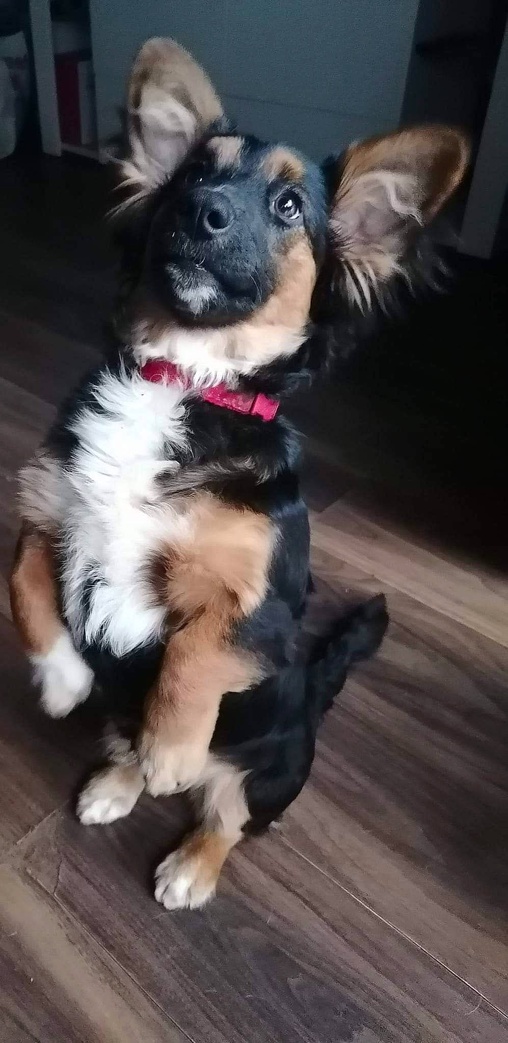 Bonnie joined the competition — help win amazing prizes! canidae, carnivore, collar, companion_dog, dog, dog_breed, dog_collar, dog_supply, ear, flooring, fur, hardwood, plank, snout, sporting_group, toy_dog, whiskers, wood, working_animal, working_dog