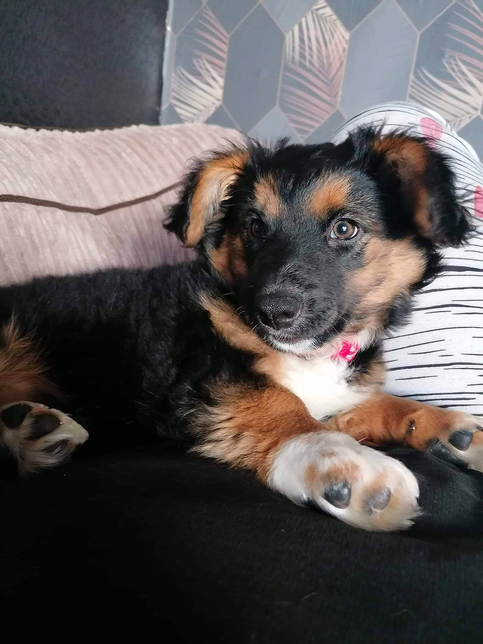 Bonnie is registered to the contest to win money with this photo: ball, canidae, carnivore, clock, comfort, companion_dog, couch, dog, dog_breed, ear, fur, paw, puppy, snout, sporting_group, toy_dog, whiskers, working_dog