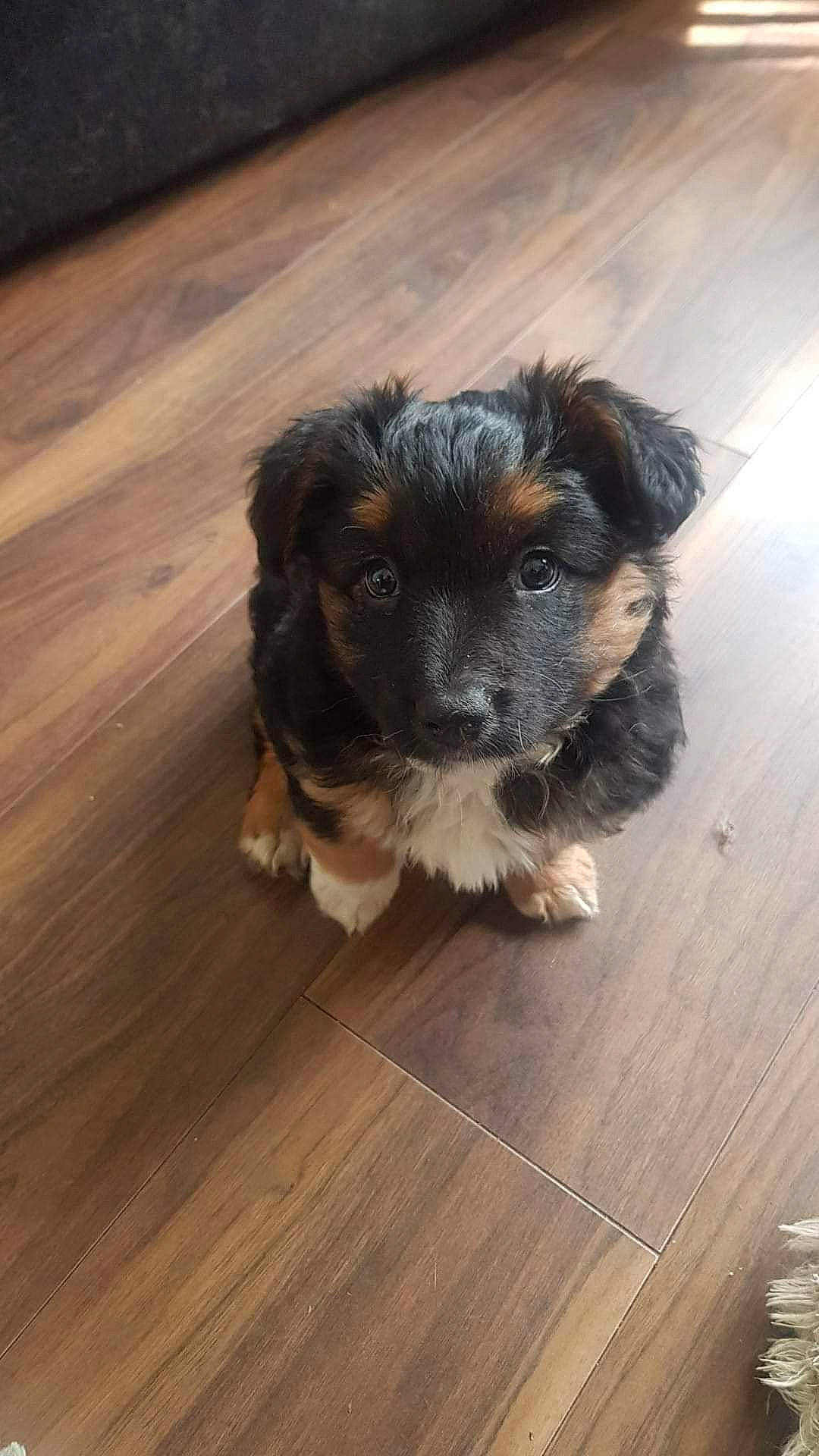 Bonnie joined the competition — help win amazing prizes! canidae, carnivore, companion_dog, dog, dog_breed, flooring, fur, hardwood, laminate_flooring, paw, plank, snout, sporting_group, terrier, toy_dog, varnish, whiskers, wood, wood_flooring, wood_stain