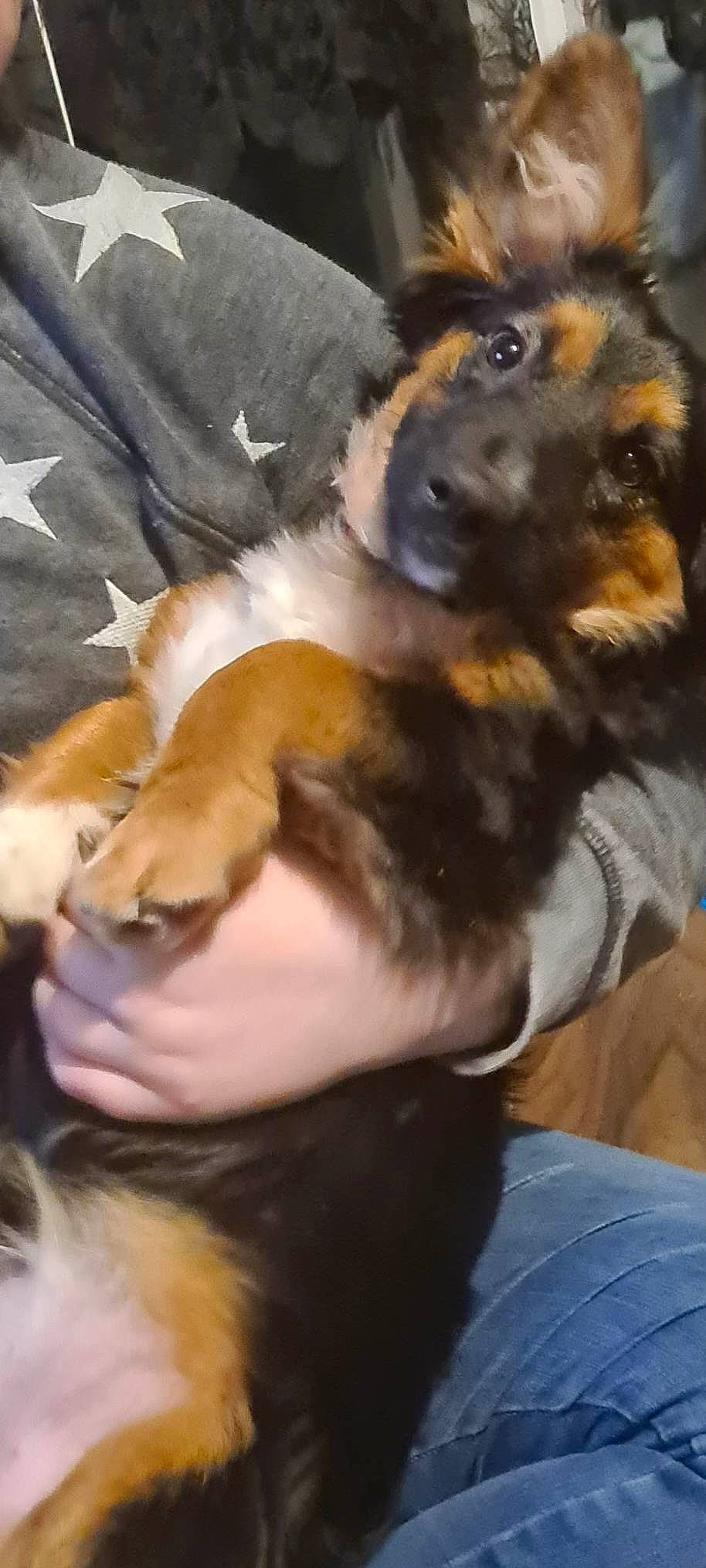 Bonnie is registered to the contest to win money with this photo: canidae, carnivore, comfort, companion_dog, dog, dog_breed, ear, fawn, fur, guard_dog, nail, paw, snout, sporting_group, terrestrial_animal, toy_dog, vertebrate, working_animal, working_dog