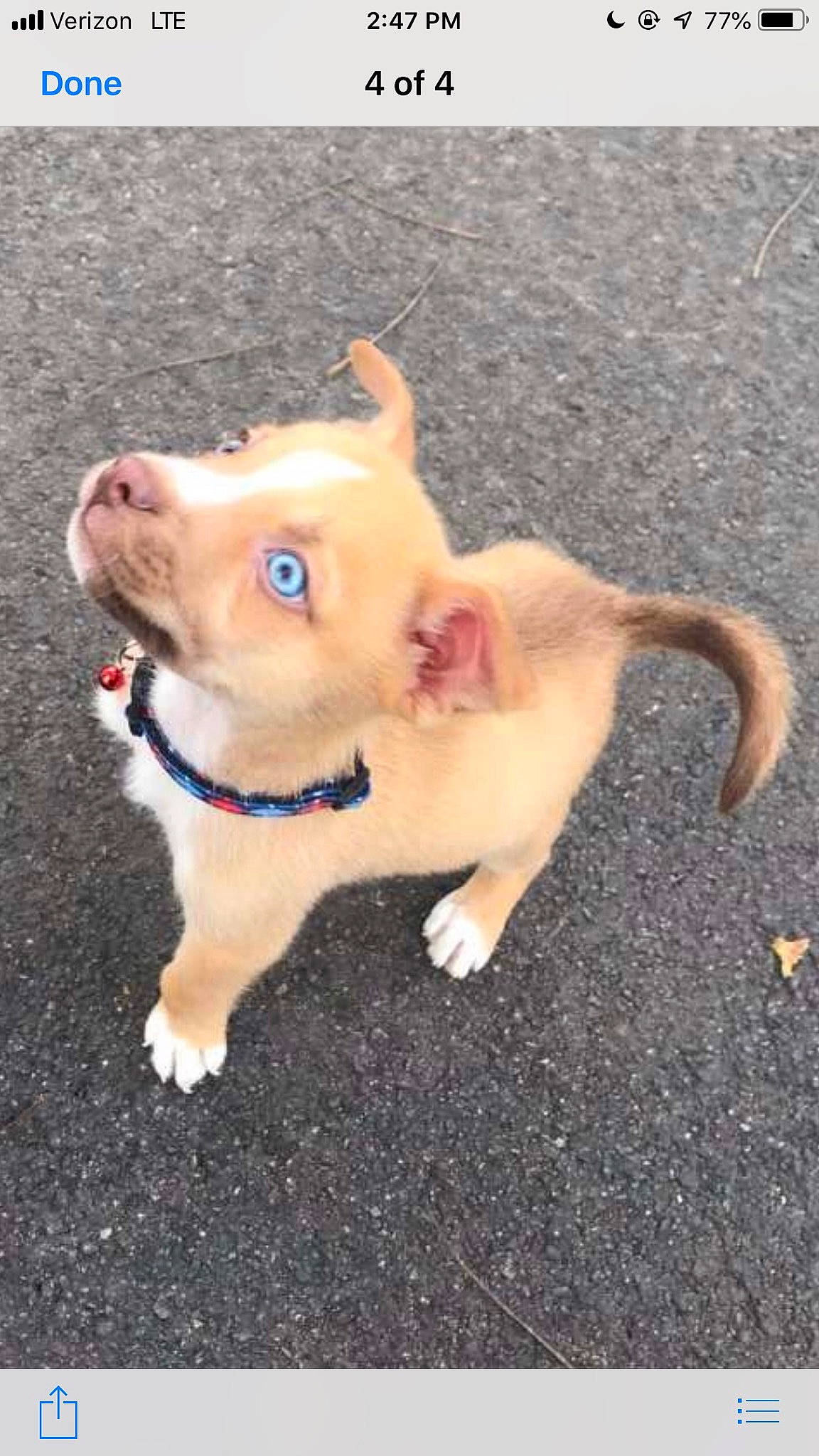 Max is registered to the contest to win money with this photo: canidae, carnivore, collar, companion_dog, dog, dog_breed, dog_collar, dog_supply, domestic_pig, fawn, fur, paw, sporting_group, suidae, tail, toy, toy_dog, whiskers, wood, working_animal