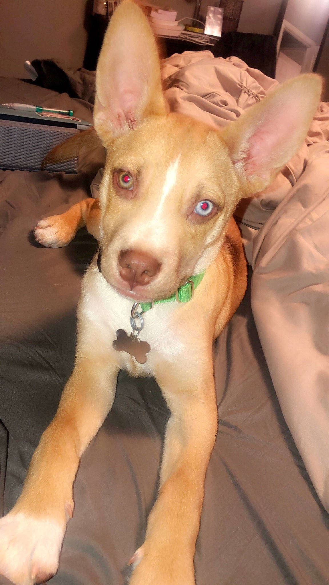 Max joined the competition — help win amazing prizes! ancient_dog_breeds, canidae, carnivore, collar, comfort, companion_dog, corgi_chihuahua, dog, dog_breed, dog_collar, dog_supply, ear, fawn, fur, non_sporting_group, snout, sporting_group, toy_dog, whiskers, working_animal