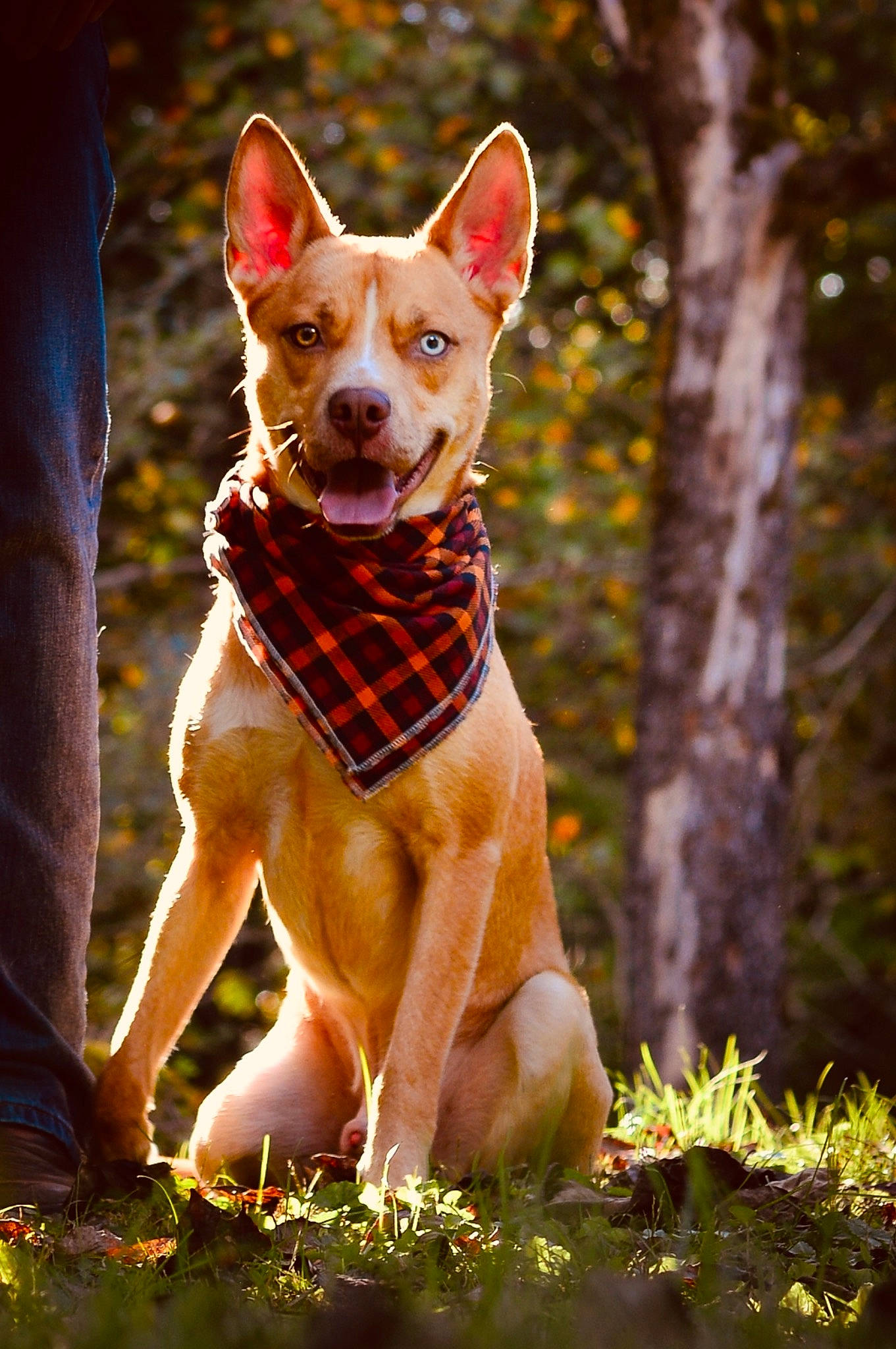 Max joined the competition — help win amazing prizes! art, carnivore, companion_dog, dog, dog_breed, fawn, felidae, grass, plant, sculpture, snout, sporting_group, sunlight, tail, terrestrial_animal, tree, trunk, whiskers, wildlife, wood