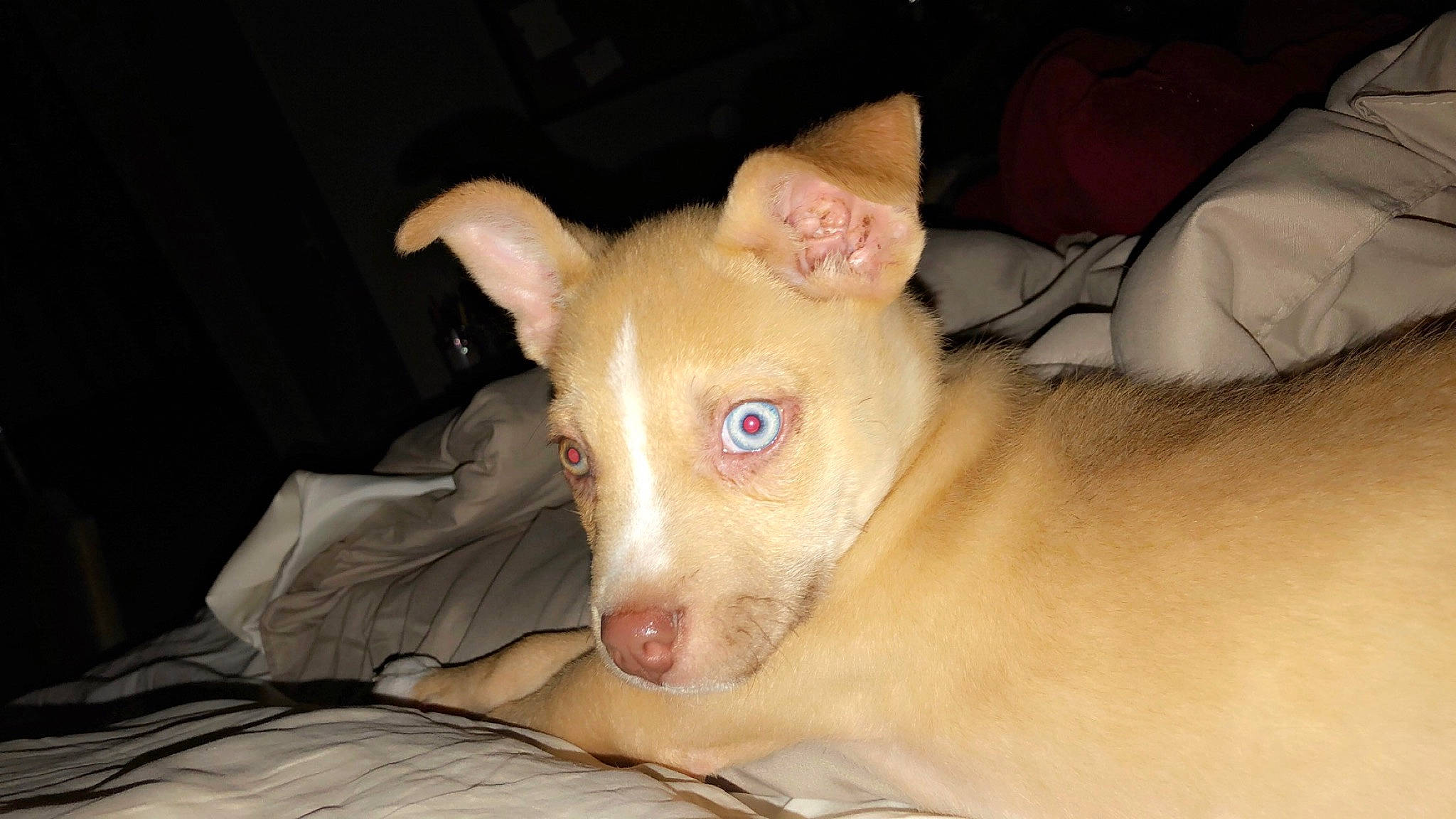 Max joined the competition — help win amazing prizes! canidae, carnivore, comfort, companion_dog, dog, dog_breed, ear, fawn, fur, head, non_sporting_group, snout, sporting_group, terrestrial_animal, toy_dog, whiskers, working_animal