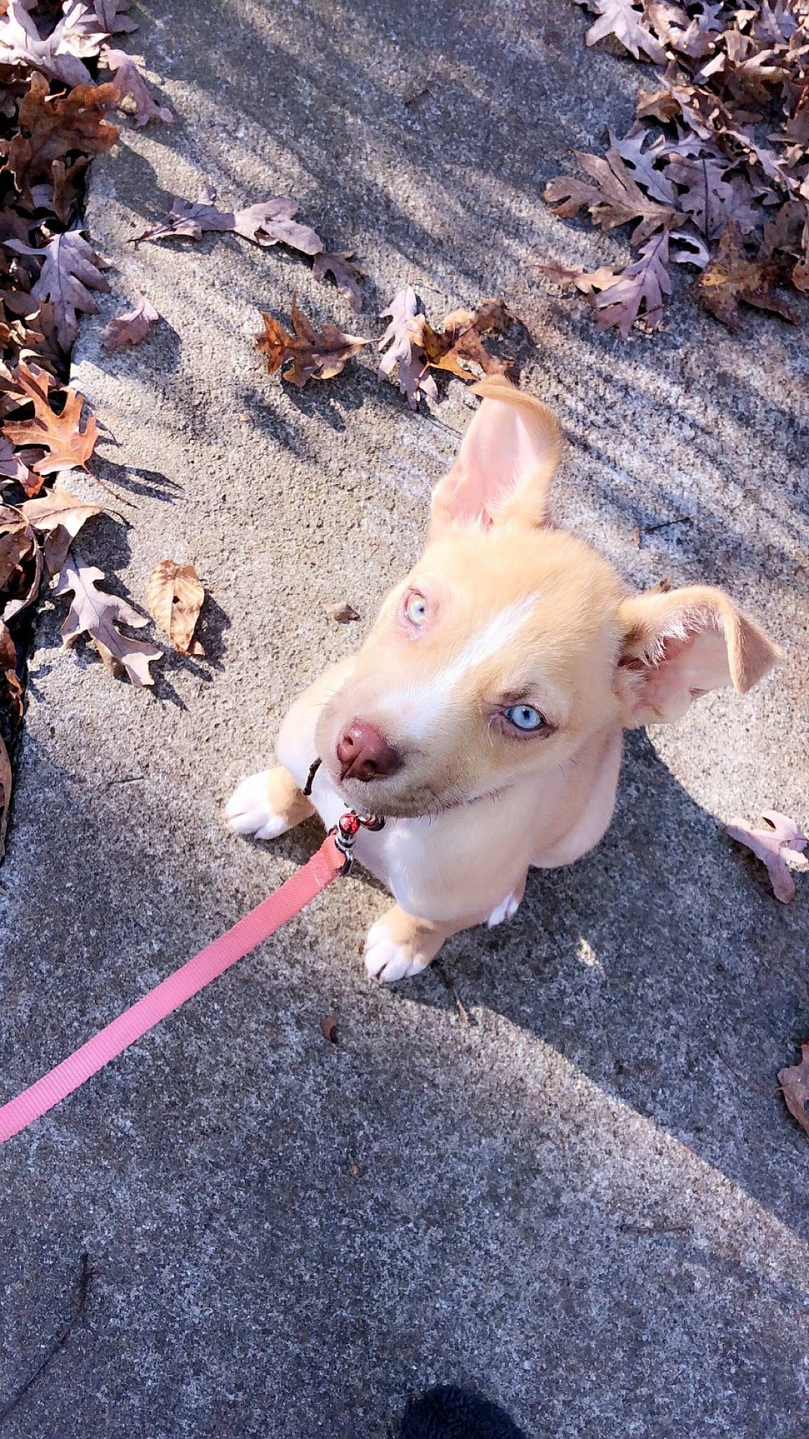 Max joined the competition — help win amazing prizes! asphalt, canidae, carnivore, collar, companion_dog, dog, dog_breed, dog_collar, fashion_accessory, fawn, grass, road_surface, shadow, snout, soil, sporting_group, tail, terrestrial_animal, whiskers, working_animal