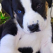 Two-Face joined the competition — help win amazing prizes! puppy, dog, close_up, black_and_white, heterochromia, blue_eye, animal, pet, cute, outdoor, grass, young, fur, face, nature, adorable, resting, canine, curious, portrait