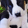 puppy, dog, close_up, black_and_white, heterochromia, blue_eye, animal, pet, cute, outdoor, grass, young, fur, face, nature, adorable, resting, canine, curious, portrait