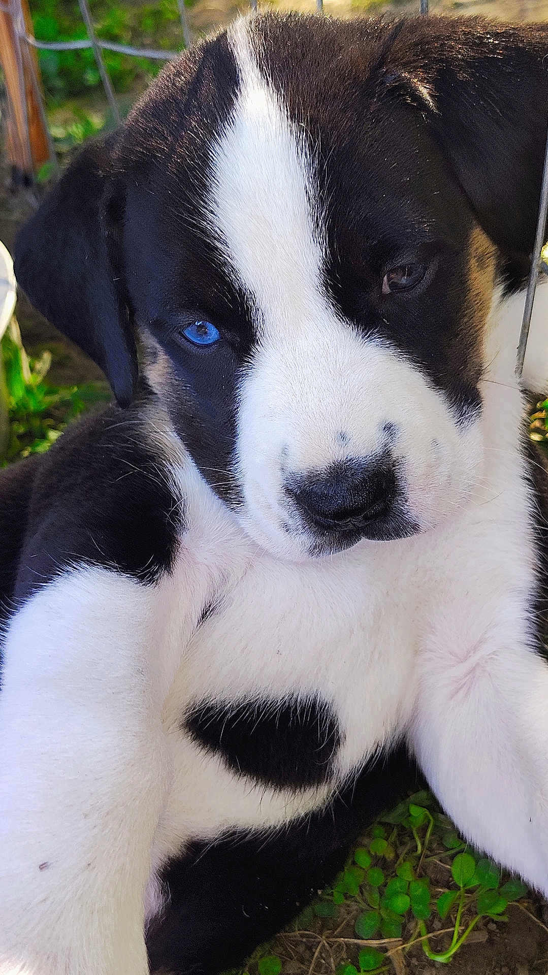Two-Face joined the competition — help win amazing prizes! puppy, dog, close_up, black_and_white, heterochromia, blue_eye, animal, pet, cute, outdoor, grass, young, fur, face, nature, adorable, resting, canine, curious, portrait