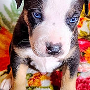 Hassle Rose is registered to the contest to win money with this photo: puppy, dog, blue_eyes, close_up, cute, young, pet, animal, floral_blanket, colorful, fur, whiskers, paws, indoor, portrait, small, sitting, curious, black_and_white, brown